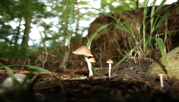 Svampejagt i efterårsskoven / Mushroom Foraging Walk